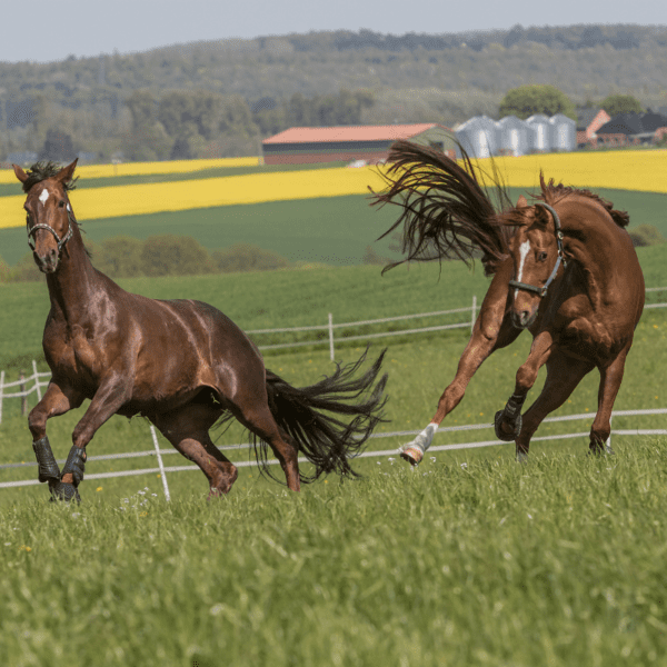 Letselschade door dieren